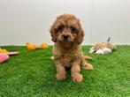 Cavapoo pups, Dieren en Toebehoren, België, Overige rassen, 8 tot 15 weken, CDV (hondenziekte)