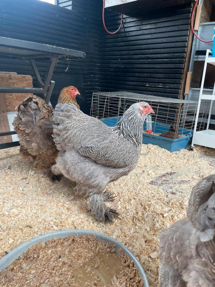 Brahma bso hennen, Dieren en Toebehoren, Pluimvee, Kip, Vrouwelijk