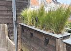 Ponytailgras vedergras 37 stuks, Tuin en Terras, Planten | Tuinplanten, Ophalen, Vaste plant, Siergrassen, Halfschaduw