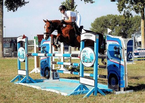 Wandelpaard / draagmerrie, Dieren en Toebehoren, Paarden, Merrie, Niet van toepassing, 160 tot 165 cm, 11 jaar of ouder, Recreatiepaard