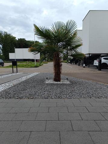 Palmboom, En pot, 100 à 250 cm, Enlèvement, Palmier