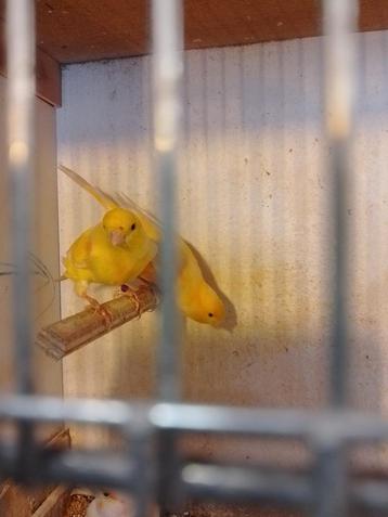 KWEEKRIJPE KANARIE POPJES geringd en van eigen kweek  beschikbaar voor biedingen