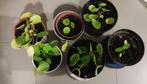 Pannekoekplantje, Huis en Inrichting, Kamerplanten, Overige soorten, Minder dan 100 cm, Halfschaduw, In pot