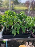 Tomatenplanten, Jardin & Terrasse, Plantes | Jardin, Annuelle, Plein soleil, Enlèvement, Plantes potagères