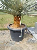 Yucca rostrata, Jardin & Terrasse, Plantes | Arbres, Enlèvement ou Envoi
