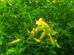 crevettes jaune sur eau du robinet, Zoetwatervis, Kreeft, Krab of Garnaal, Schoolvis