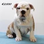 Engelse Bulldog pups te koop, Dieren en Toebehoren, Honden | Bulldogs, Pinschers en Molossers, 15 weken tot 1 jaar, Handelaar