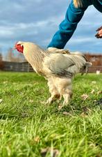 Prachtige jonge Brahma haan te koop, Dieren en Toebehoren, Pluimvee, Mannelijk, Kip