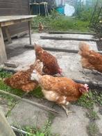 Legkippen te koop, Dieren en Toebehoren, Pluimvee, Vrouwelijk, Kip