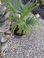 trachycarpus fortunei, Ophalen