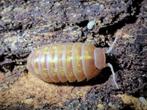 Gordeldier vulgare „Albino T+”, Overige soorten