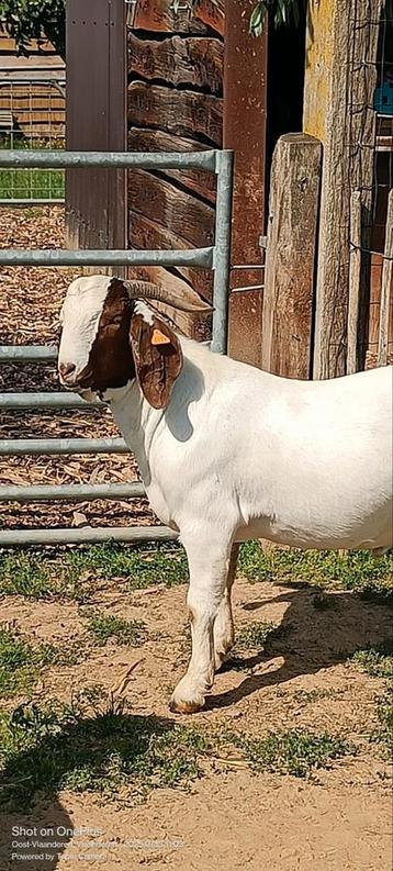 Boerbok met stamboom  beschikbaar voor biedingen