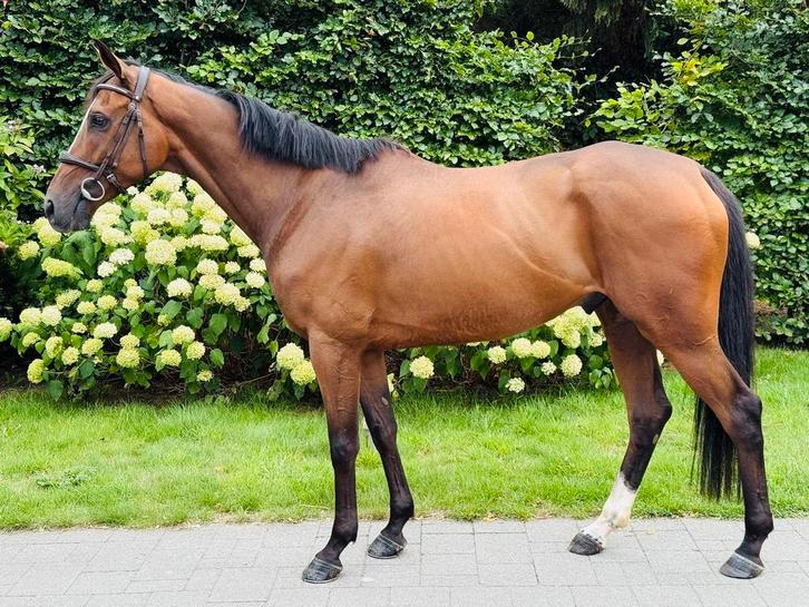 Lieve, veelzijdige ruin!, Dieren en Toebehoren, Paarden, Ruin, B, 160 tot 165 cm, 3 tot 6 jaar, Recreatiepaard, Met stamboom, Gechipt