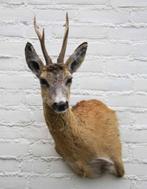 Nieuw opgezette kop REE BOK in zomervel met groot gewei (H), Verzamelen, Dierenverzamelingen, Ophalen of Verzenden, Nieuw, Hert