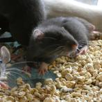 Jeunes rats - à vendre, Rat, Plusieurs animaux
