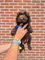 Labradoodle pups mini reutjes (40cm), Dieren en Toebehoren, België, Fokker | Hobbymatig, 8 tot 15 weken, Meerdere