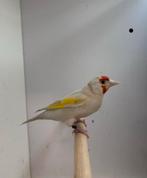 0-3 grote putter satinet ( in nl ), Dieren en Toebehoren, Vrouwelijk, Wildzangvogel, Geringd