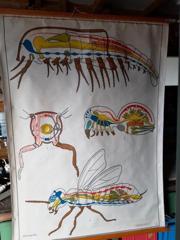 Vintage linnen schoolkaart gelede dieren, Antiek en Kunst, Ophalen of Verzenden