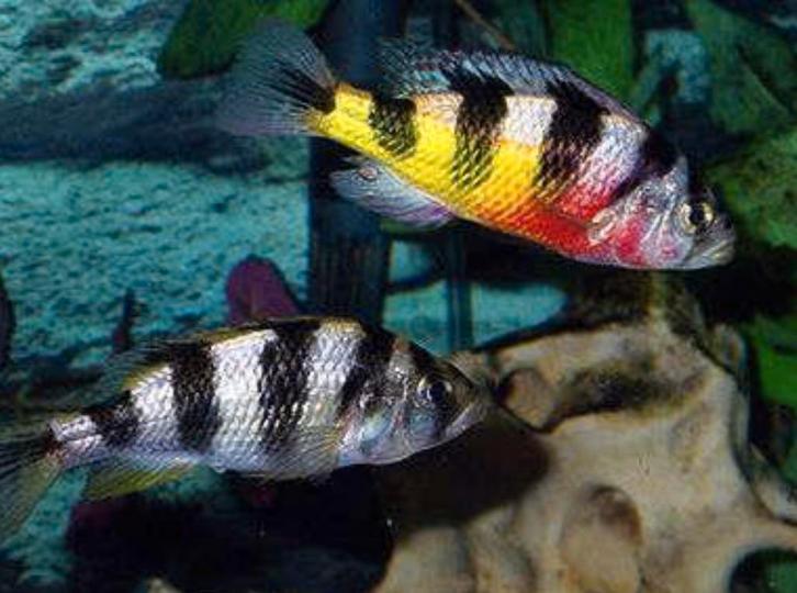 Astatotilapia latifasciata zebra obliquidens, Dieren en Toebehoren, Vissen | Aquariumvissen, Zoetwatervis, Vis