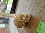 Anatomie schedel studie model, Ophalen, Zo goed als nieuw