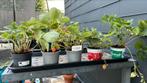 Aardbeiplanten Ostara - van mei tot vorst oogstenn, Ophalen, Volle zon, Vaste plant, Fruitplanten