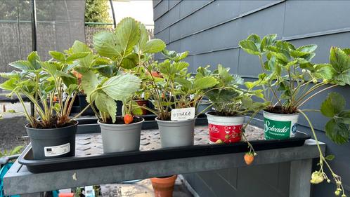 Aardbeiplanten Ostara - van mei tot vorst oogstenn, Tuin en Terras, Planten | Tuinplanten, Vaste plant, Fruitplanten, Volle zon