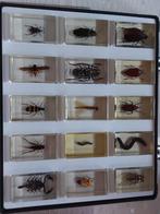 Collection insectes sous résine 15 pièces, Collections, Comme neuf, Enlèvement ou Envoi