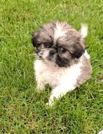 Shih-Tzu, Dieren en Toebehoren, Honden | Chihuahua's en Gezelschapshonden, België, Overige rassen, CDV (hondenziekte), 8 tot 15 weken