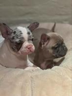 Franse Bulldog pups, Dieren en Toebehoren, België, CDV (hondenziekte), 8 tot 15 weken, Bulldog