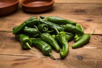 Padron | Peper Planten | Laatste stuks beschikbaar voor biedingen