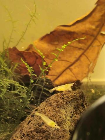 Pearl White garnaal (Neocaridina) beschikbaar voor biedingen