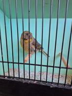 Glosters, Animaux & Accessoires, Plusieurs animaux, Canari de posture