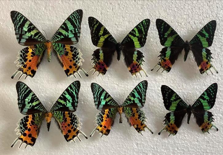 URANIA vlinders A-, lagere prijs, Verzamelen, Dierenverzamelingen, Ophalen of Verzenden