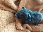 Skinny cavia, Cavia, Augustus, Vrouwelijk, Tam