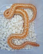 1.0 Lichanura trivirgata limburg albino rosy boa, Dieren en Toebehoren, Reptielen en Amfibieën
