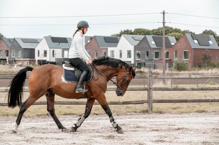 Recreatie, wandelpaard, koetspaard, Dieren en Toebehoren, Paarden, Ruin, 160 tot 165 cm, 11 jaar of ouder, Met stamboom, Gechipt