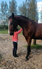Gezocht braaf paard., Dieren en Toebehoren, Paarden