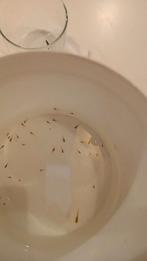 28 jonge guppys, Dieren en Toebehoren, Vis, Zoetwatervis