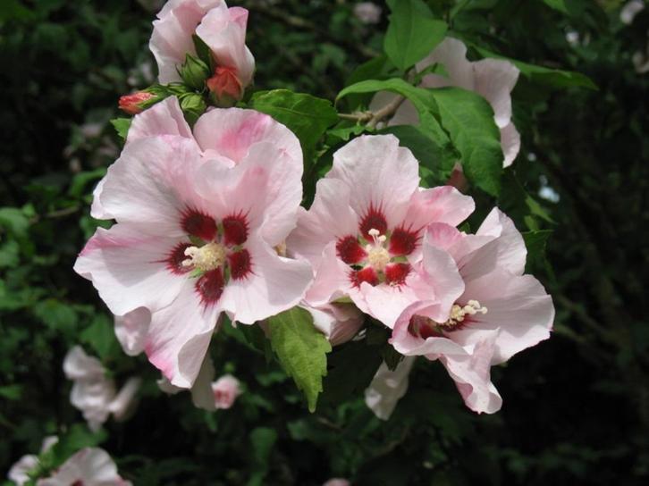 Hibiscus  syriacus "Hamabo", de Althaeastruik, Tuin en Terras, Planten | Struiken en Hagen, Struik, 250 cm of meer, Ophalen