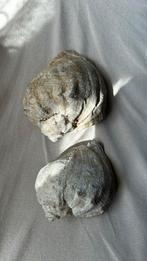 2 schelpen (onbekende oorsprong), Verzamelen, Mineralen en Fossielen, Schelp(en)