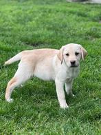 Belgische Labrador pups zoeken gouden mandje, CDV (hondenziekte), Meerdere, 8 tot 15 weken, Meerdere dieren