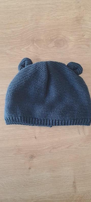 Blauwe Berenmuts Baby beschikbaar voor biedingen