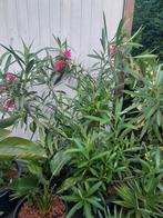 Oleanders, palmen, agapanthus e.a, Ophalen
