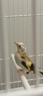putters, Dieren en Toebehoren, Meerdere dieren, Wildzangvogel, Geringd