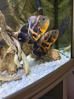 Cichlidenkoppel tijger Oscar, Vis, Zoetwatervis, Schoolvis