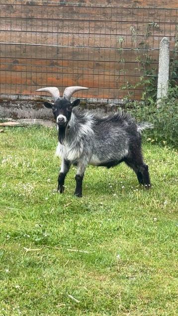 Magnifique bouc nain beschikbaar voor biedingen