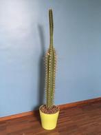 cactus, 1m20 hoog, Huis en Inrichting, Ophalen, 100 tot 150 cm, In pot, Cactus
