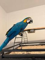Handtamme Blauwgele ara te koop., Dieren en Toebehoren, Vrouwelijk, Papegaai, Tam