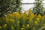 Gratis plantjes 'Late Guldenroede' (Solidago Gigantea), Jardin & Terrasse, Plantes | Jardin, Enlèvement, Autres espèces, Plante fixe