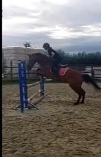 verzorgpaard halve stal – 14 jaar, 4 jaar ervaring (Zele), Dieren en Toebehoren